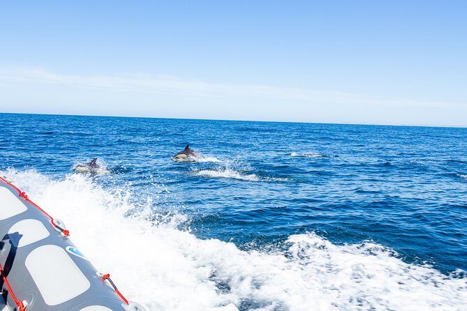 Albufeira: Dolphins and Caves Private Tour - Safety and Comfort: Life Jackets, Masks, and a Clean Boat
