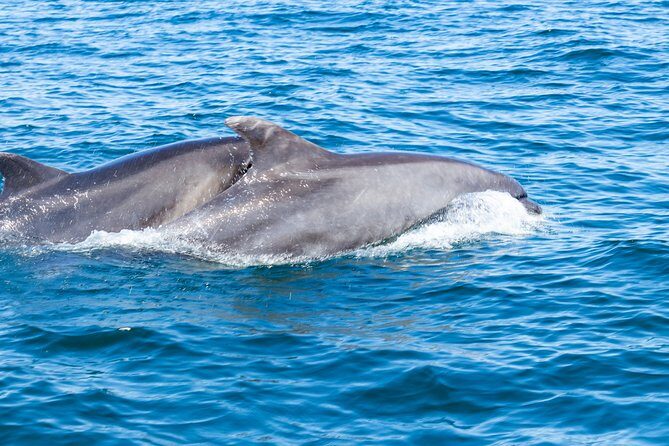 Albufeira: Dolphins and Caves Private Tour - Who This Tour Fits Best (And Who Should Skip It)
