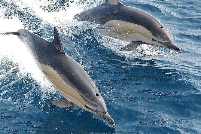 Albufeira: Dolphins and Caves Private Tour - Should You Book This Albufeira Dolphins and Caves Private Tour?