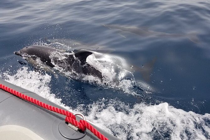 Albufeira: Dolphins and Caves Tour - Algarve dolphins and Benagil: the real “what you’re buying”