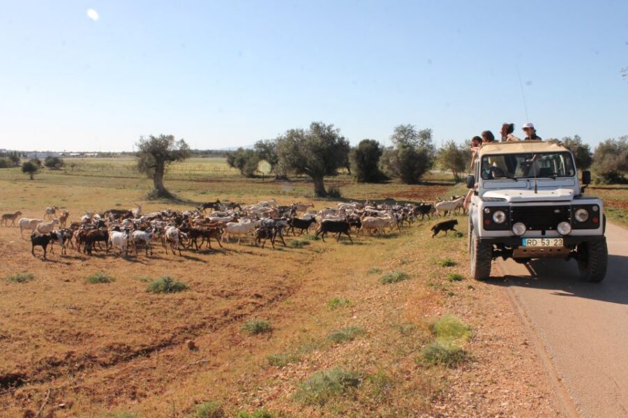 Albufeira: Jeep Safari Half-Day Countryside Tour - The Jeep Ride: Small Group Size and the Real-World “Bumpy” Factor