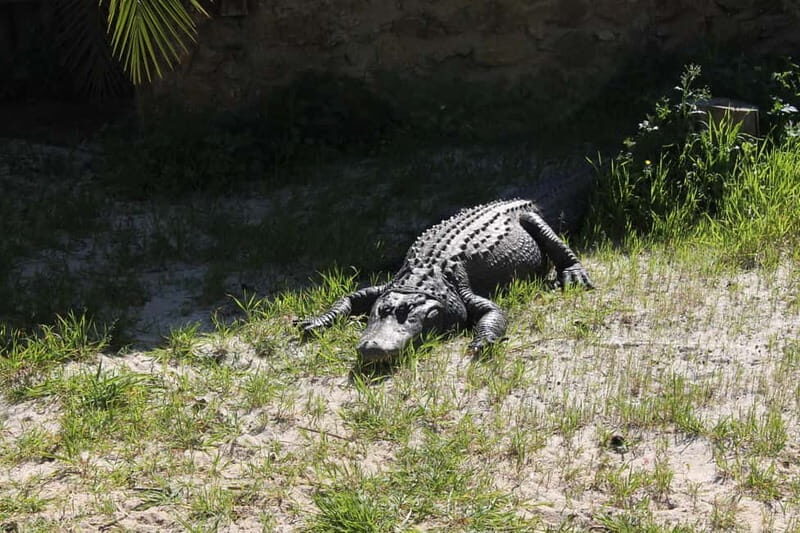 Albufeira Jeep Safari with Zoo - Castle of Paderne: a compact stop with big payoff