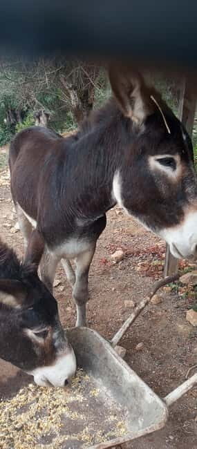 Albufeira Jeep Safari with Zoo - Price and value: where the $55 makes sense