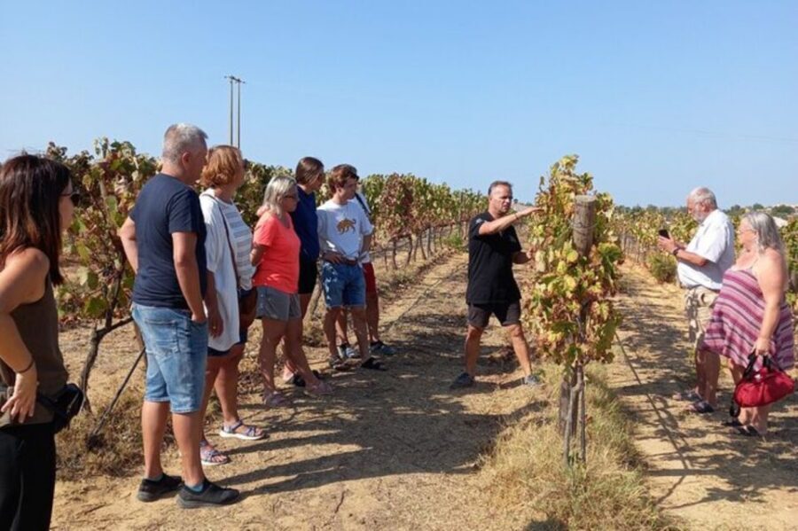 Albufeira/Vilamoura: Winery Tour with Wine Tasting and Tapas - Key highlights at a glance