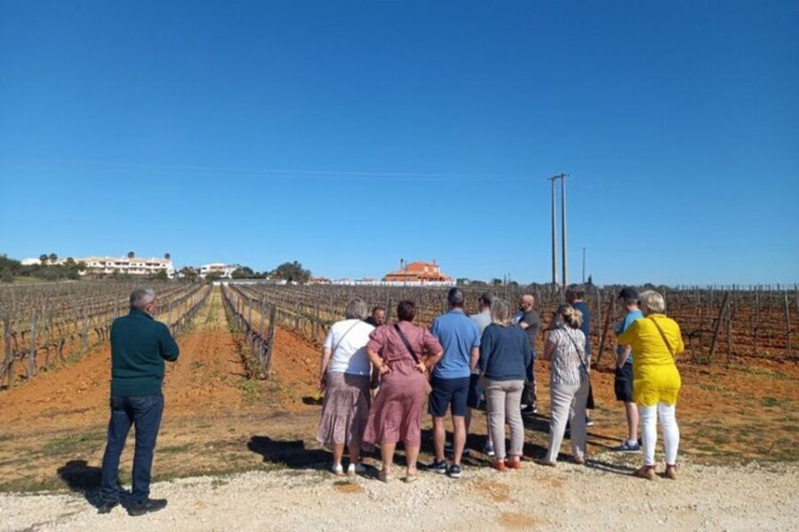 Albufeira/Vilamoura: Winery Tour with Wine Tasting and Tapas - Pastel de nata and almond firewater: the sweet-and-strong finish