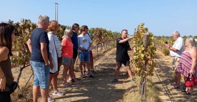 Albufeira/Vilamoura: Winery Tour with Wine Tasting and Tapas - Pickup in the Algarve Flashback Holidays van: timing and vibe