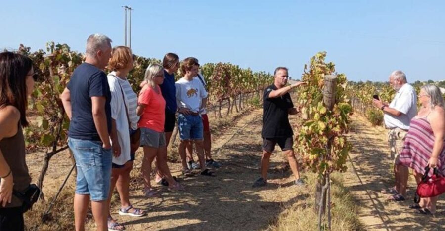 Albufeira/Vilamoura: Winery Tour with Wine Tasting and Tapas - Pickup in the Algarve Flashback Holidays van: timing and vibe