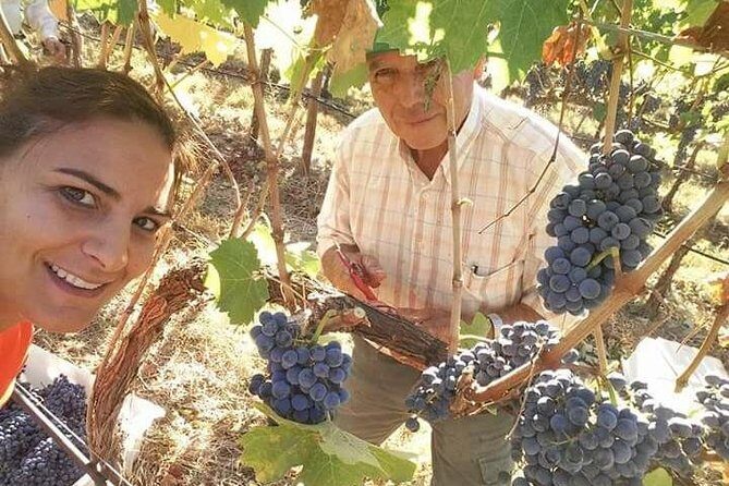 Albufeira Wine Tour: 2 Vineyards, 6 Tastings & Historic Silves - Key highlights at a glance