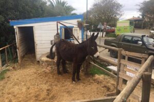 Algarve Mountains & Villages - Half Day Jeep Safari Trip - Getting to the Jeep: Pickup in Albufeira and the 4-Hour Rhythm
