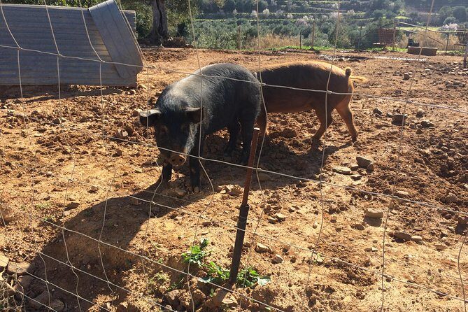 Algarve Mountains & Villages - Half Day Jeep Safari Trip - Paderne Goji Farm: Herbs, Animals, and Portuguese Fire Water