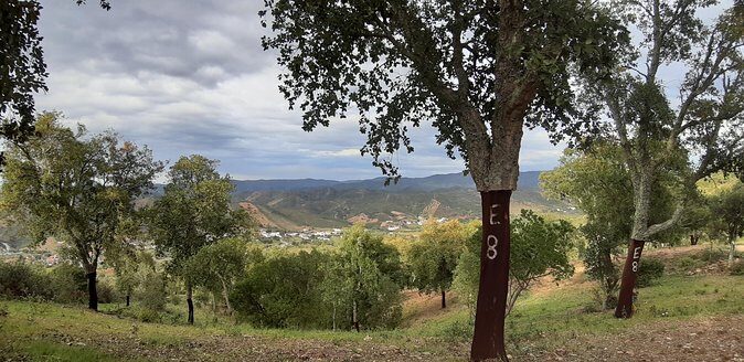 Barrocal Adventure - 4 hours - The Cork Oak Forest Stop: Why a Tree Can Tell a Whole Story