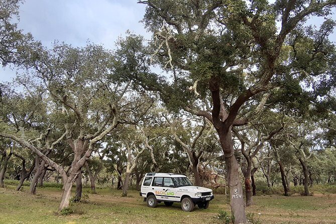 Barrocal Adventure - 4 hours - Mobile Ticket and Confirmation Timing: Know the Reliable Stuff
