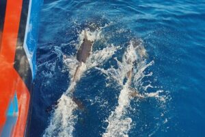 Benagil Caves and Dolphin Watching - 2.5h - Price and value: does $42.34 make sense here?