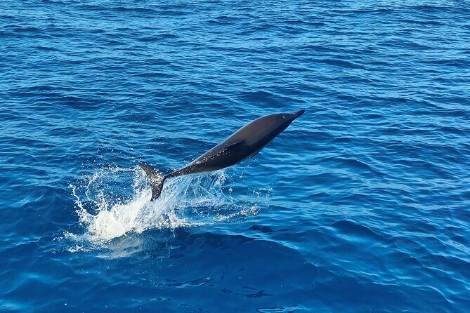 Benagil Caves and Dolphin Watching - 2.5h - The ocean swim: towel, swimsuit, and sea conditions