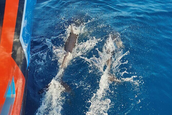 Benagil Caves and Dolphin Watching - 2.5h - Price and value: does $42.34 make sense here?