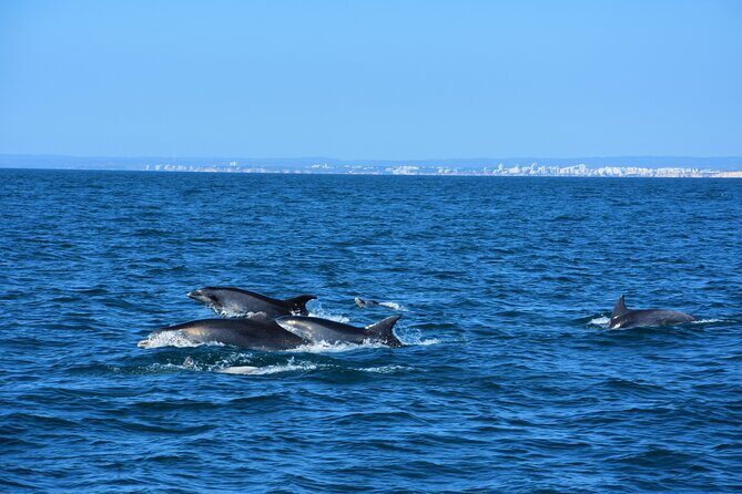 Benagil Caves Visit with Dolphins Watching from Albufeira - From Albufeira Marina: the scenic warm-up before the caves