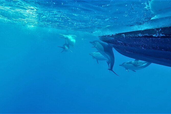 Benagil Caves Visit with Dolphins Watching from Albufeira - Comfort checklist: jackets, wind, and how to avoid misery