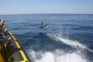 Caves and Dolphin Watching Cruise from Albufeira - Getting on the boat: marina meet-up, group size, and what’s included