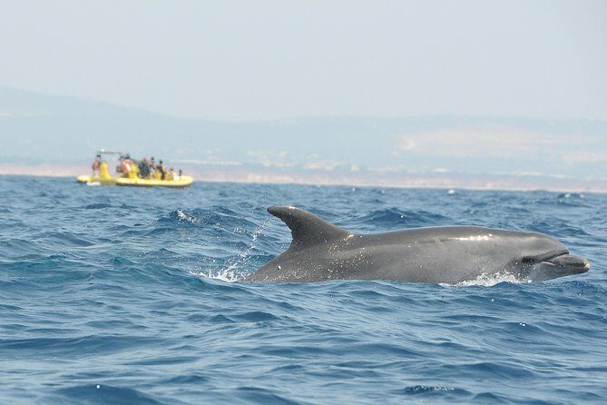 Caves and Dolphin Watching Cruise from Albufeira - Dream Wave cave area: what you’re really paying for