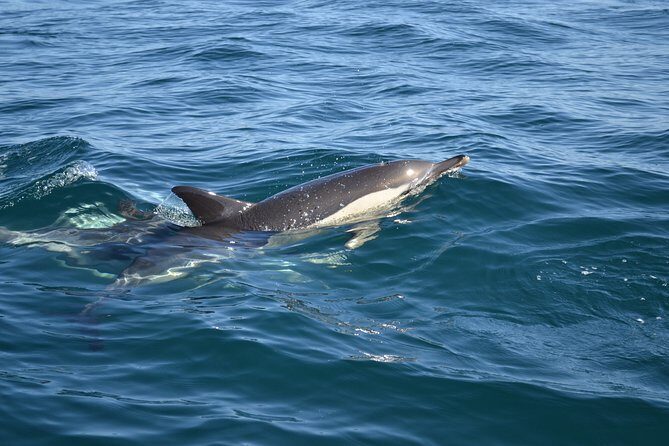 Cheapest Family Friendly Boat Trip From Vilamoura Algarve - Gale Caves: The Real Visual Payoff