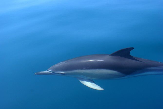 Cheapest Family Friendly Boat Trip From Vilamoura Algarve - Value Check: Why $46.10 Can Be a Good Deal