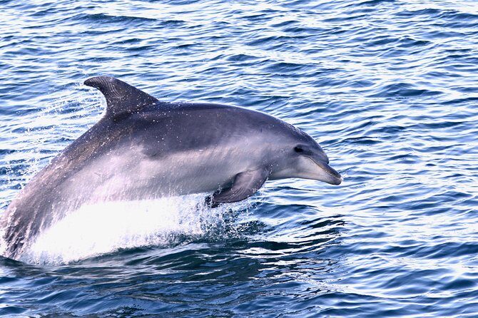 Dolphin Search - Dolphin Quest - Comfort, facilities, and who this works best for