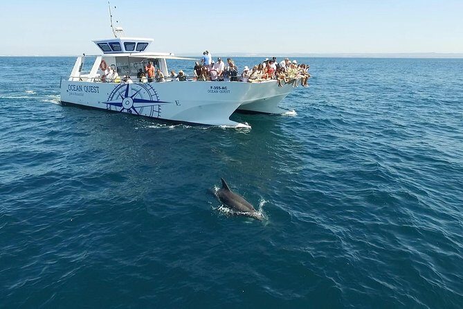 Dolphin Search - Dolphin Quest - Dolphin odds: how to think about sightings without getting disappointed