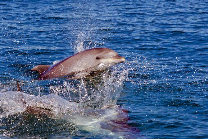 Dolphin Search - Dolphin Quest - Price and value: does $47.21 make sense?