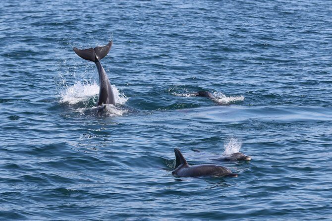 Dolphin Search - Dolphin Quest - Practical tips for your day on the water