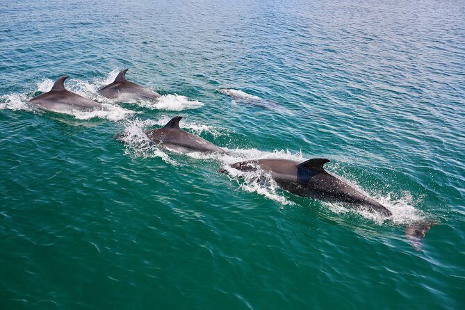 Dolphin Search - Dolphin Quest - Should you book Dolphin Search with Ocean Quest?