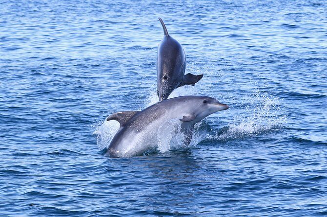 Dolphin Search - Dolphin Quest - AIMM training and conservation support: the feel-good part that matters