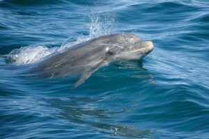 Dolphin Watching and Cave Boat Cruise from Albufeira - Dolphin watching details: how to be ready for the real deal
