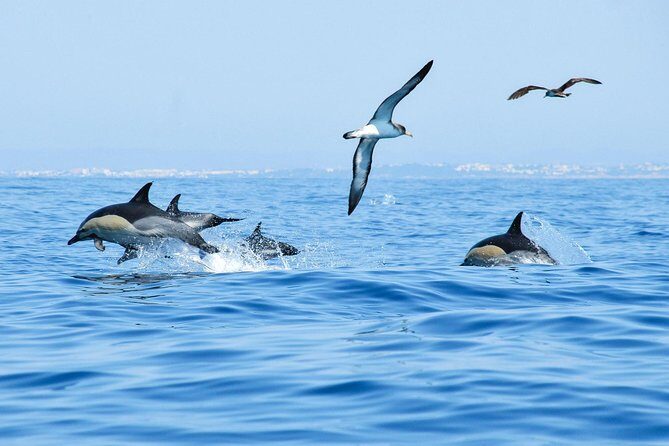 Dolphin Watching and Cave Boat Cruise from Albufeira - Cave time on the Algarve: Benagil and the sandstone drama