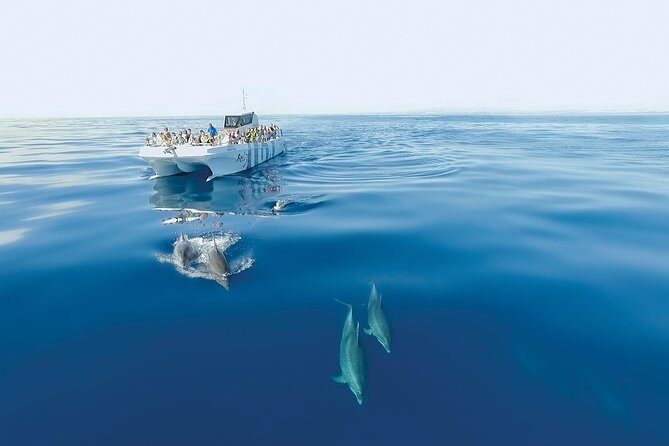 Dolphin Watching and Cave Boat Cruise from Albufeira - Onboard experience: guides, live commentary, and that sound mix