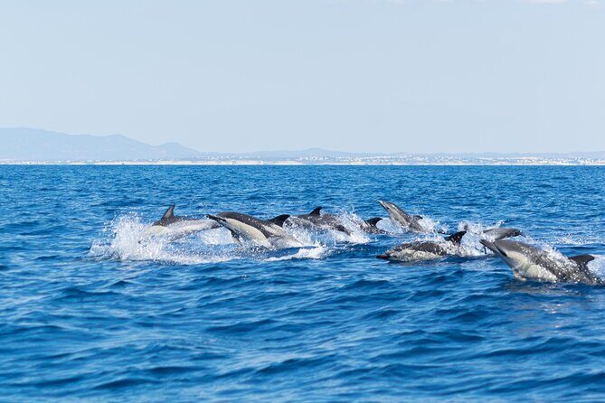 Dolphins & Caves on Rib Boat - Benagil caves stop: what you’re really seeing out there
