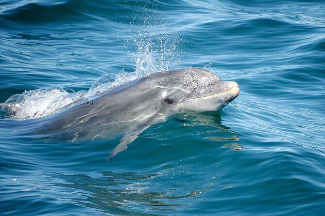 Dolphins & Caves on Rib Boat - The cruise plus a sea pause: swimming adds fun, but plan for saltwater