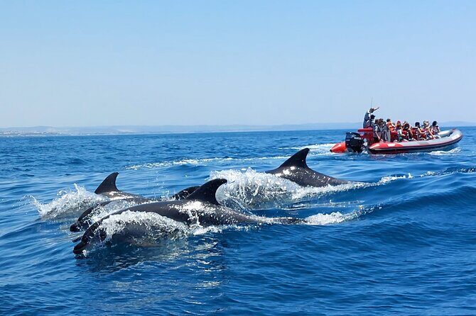 Dolphins Search and Benagil Caves from Albufeira - Getting On the Water in Albufeira Marina