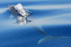 Dolphins Search and Benagil Caves from Albufeira - Dolphin Search Strategy: What You’re Actually Paying For