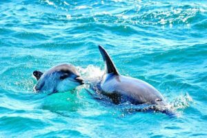 Dreamer Cave and Dolphins Boat Tour Ticket Albufeira - Albufeira Marina departure: the quick start that makes the time worth it