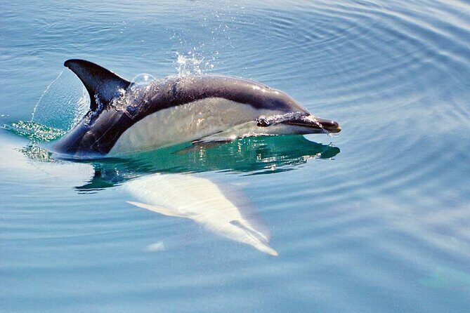Dreamer Cave and Dolphins Boat Tour Ticket Albufeira - Meeting at Marina de Albufeira: no pickup means you control the stress level