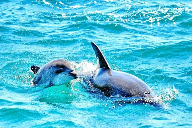 Dreamer Cave and Dolphins Boat Tour Ticket Albufeira - Albufeira Marina departure: the quick start that makes the time worth it