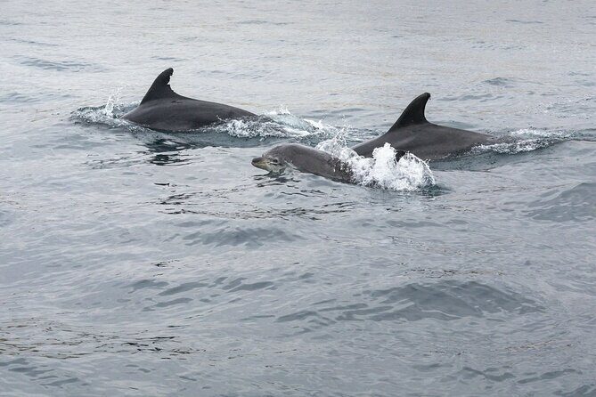 Dreamer Cave and Dolphins Boat Tour with Transport from Albufeira - Getting to Carvoeiro: Coastal Rock Formations and Cave Country