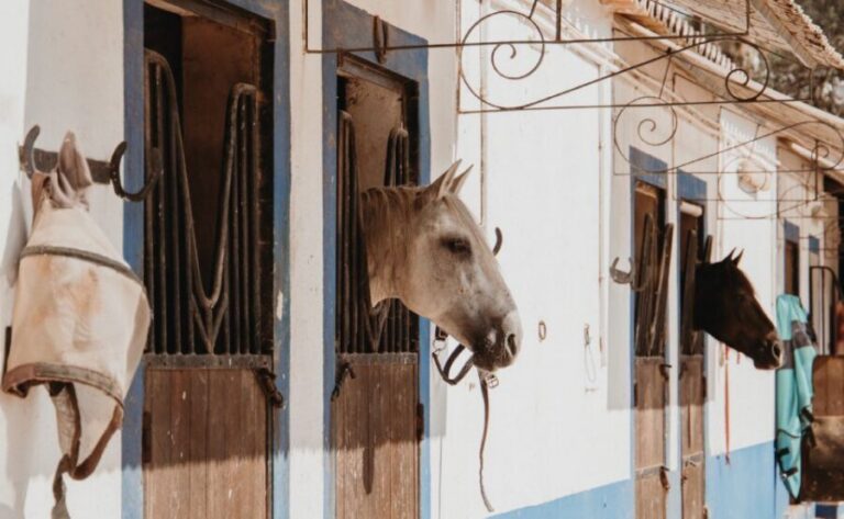 From Albufeira: Half-Day Hidden Gems & Horse Riding Tour - Pickup and Van Loop: where the best viewpoints start