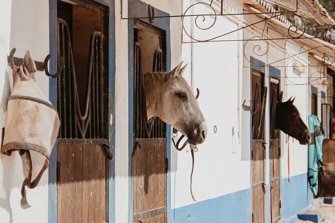 From Albufeira: Half-Day Hidden Gems & Horse Riding Tour - Pickup and Van Loop: where the best viewpoints start