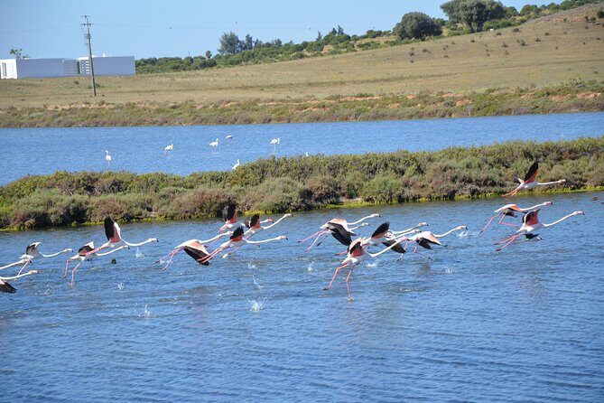 Full Day Moorish Trail Tour - Castro Marim’s salt lakes and flamingo-watching you can plan for