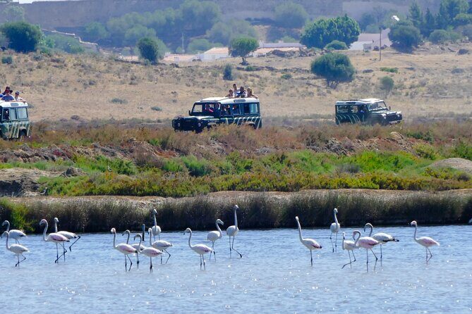 Half-Day Nature Safari in the Algarve - Key Highlights You’ll Feel During the Safari