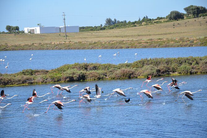 Half-Day Nature Safari in the Algarve - Where It Starts (and Why the Meeting Point Matters)