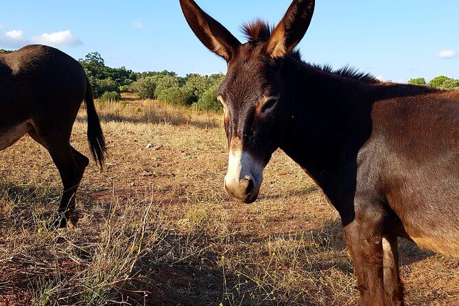 Half-Day Small-Group E-Bike Tour of Rural Algarve with Lunch - Lunch on the Move: What You Actually Get (and Why It Matters)