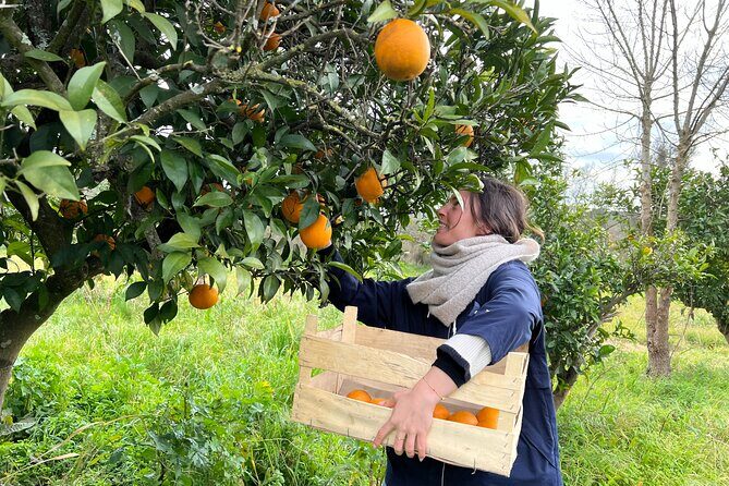 Organic Orange Picking & Jam Making with Farm-to-Table Lunch - Key highlights worth aiming for
