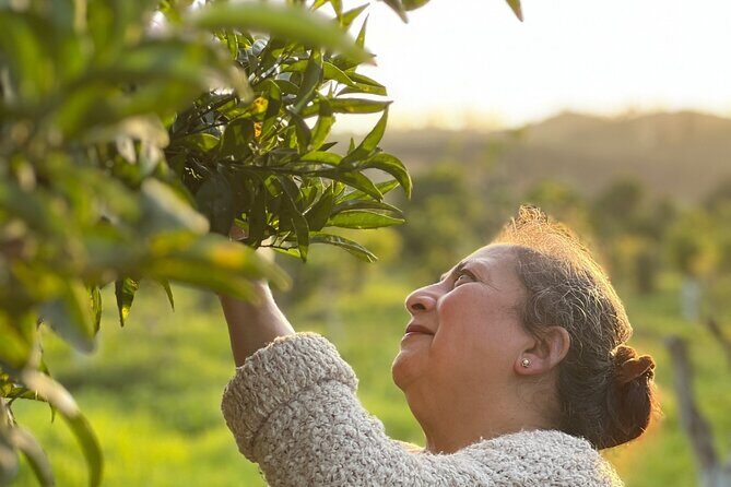 Organic Orange Picking & Jam Making with Farm-to-Table Lunch - Why This Orange Grove Day Near Silves Feels So Personal